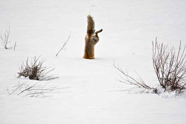 Grand_Prize_Nature_Winner_of_2012_National_Geographic_Photo_Contest_CubeMe2