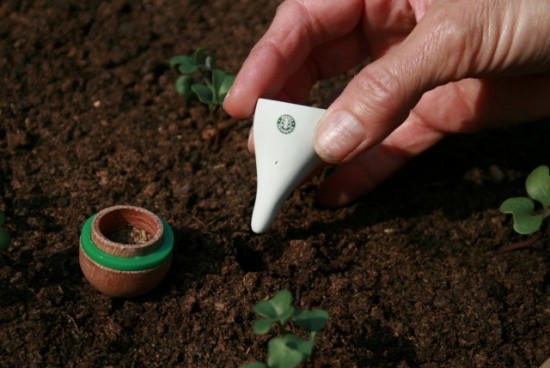 Starbucks Seedpod