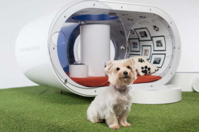 Dream Doghouse niche Samsung