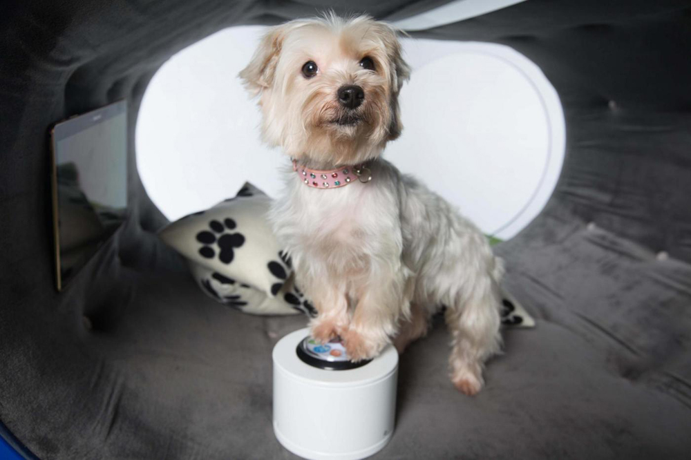 Samsung Dream Doghouse