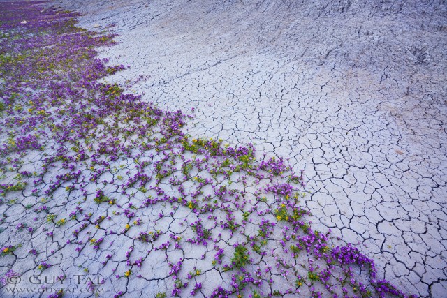 Guy Tal photographie fleurs désert Utah