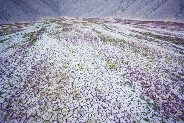 Guy Tal photographie fleurs désert Utah