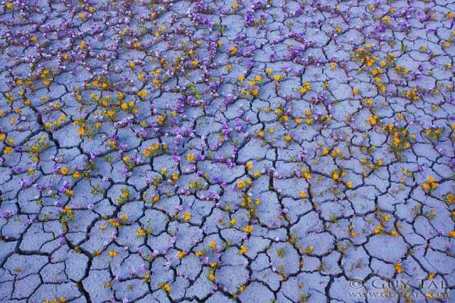 Guy Tal photographie fleurs désert Utah