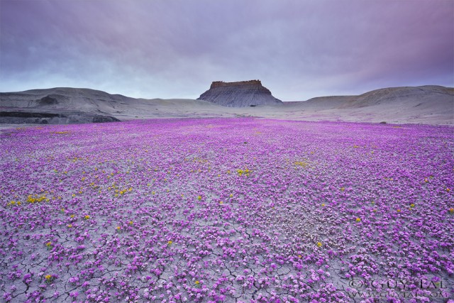 Guy Tal photographie fleurs désert Utah