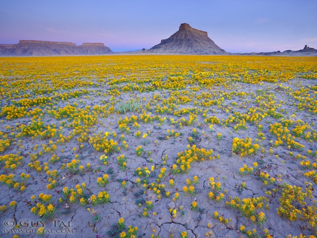 Guy Tal photographie fleurs désert Utah