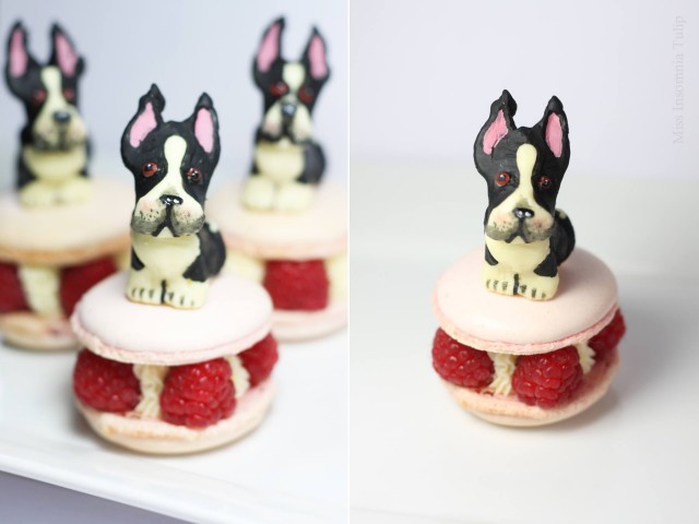 Macaron Puppies