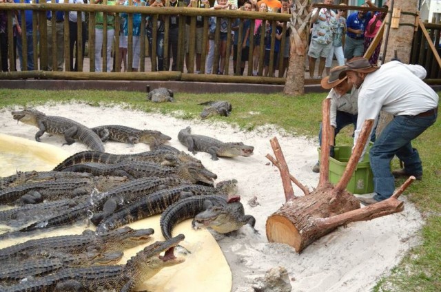 City Guide Floride Gatorland Orlando