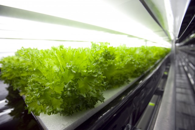 Veggie Factory ferme verticale robots