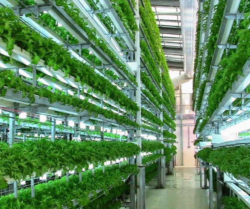 Veggie Factory ferme verticale robots