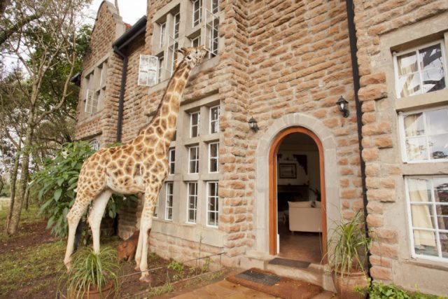 Giraffe Manor