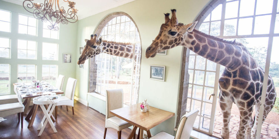 Giraffe Manor