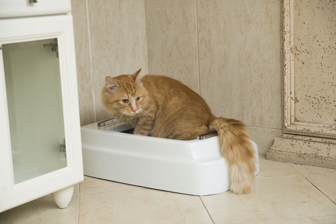 Catolet – La première litière automatique au monde pour les chats et les petits chiens