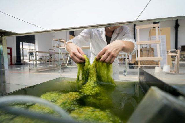 Eric Klarenbeek et Maartje Dros impriment de la vaisselle avec des algues 