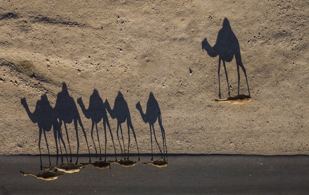The Nature Conservancy – Découvrez les gagnants de cet étonnant concours de photographie