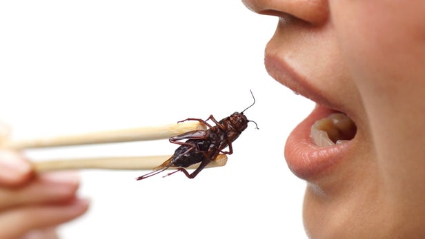 Manger des crickets pourrait être la solution à nos problèmes intestinaux