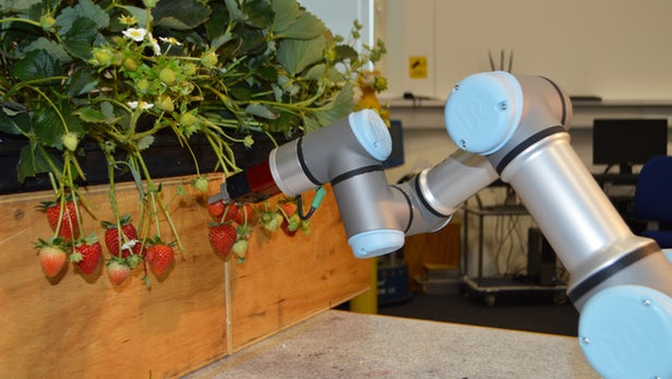 robot cueilleur de fraises