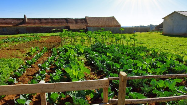 La vérité qui dérange sur l'agriculture biologique et son impact environnemental