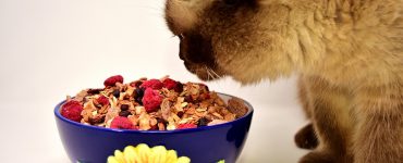 Les aliments pour chats faits maison peuvent être dangereux pour votre animal