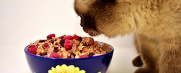 Les aliments pour chats faits maison peuvent être dangereux pour votre animal