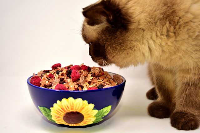 Les aliments pour chats faits maison peuvent être dangereux pour votre animal