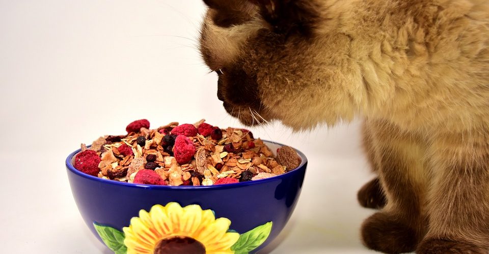 Les aliments pour chats faits maison peuvent être dangereux pour votre animal