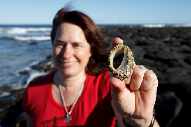 Un escargot de mer pourrait aider lutter contre le cancer