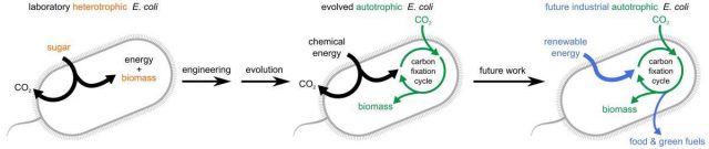 L'évolution dirigée apprend aux bactéries à manger du dioxyde de carbone 1