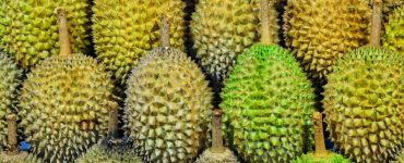 Le durian – Ce qu'il faut savoir sur le fruit le plus odorant du monde
