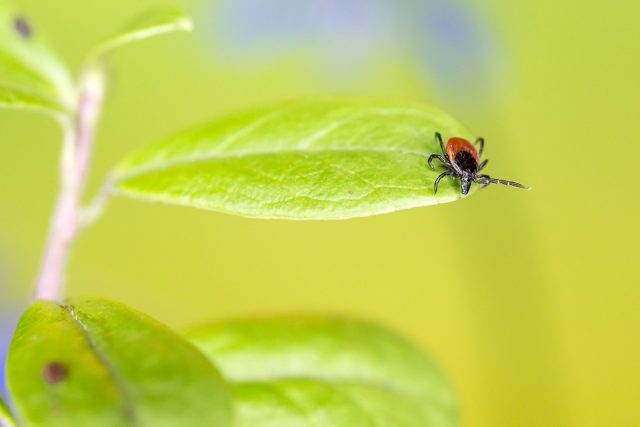 Un traitement pour la maladie de Lyme aurait été trouvé