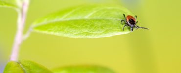 Un traitement pour la maladie de Lyme aurait été trouvé