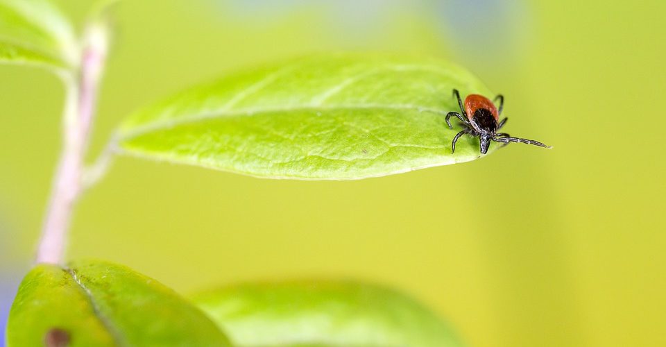 Un traitement pour la maladie de Lyme aurait été trouvé