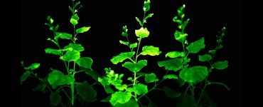 Les plantes lumineuses pourraient être la nouvelle ampoule