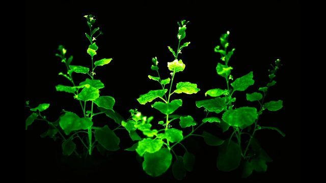 Les plantes lumineuses pourraient être la nouvelle ampoule