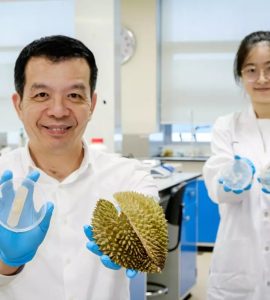 Ce pansement de durian tue les germes et guérit les blessures
