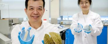 Ce pansement de durian tue les germes et guérit les blessures