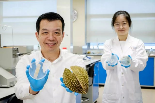 Ce pansement de durian tue les germes et guérit les blessures