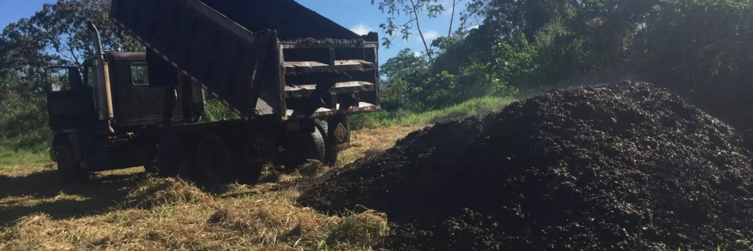 Des déchets de café utilisés pour remettre en état des terres anciennement cultivées