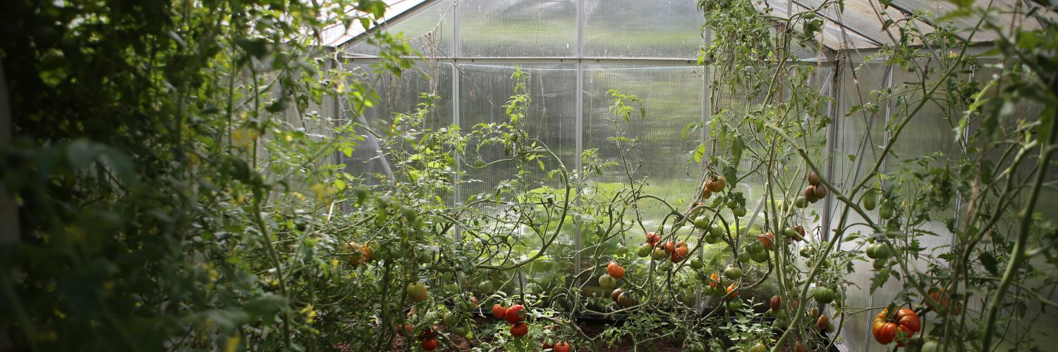 Créer son potager pour être autosuffisant