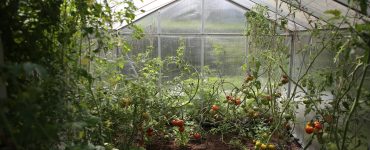 Créer son potager pour être autosuffisant