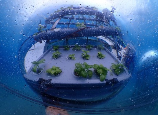 Nemo's Garden première ferme sous-marine au monde