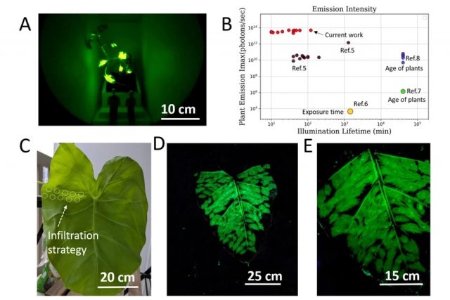 Les plantes phosphorescentes bientôt dans nos rues