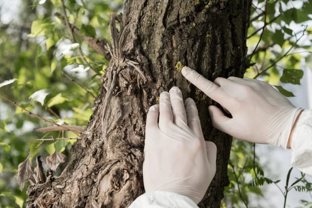 Des électrolytes de batterie de nouvelle génération fabriqué à partir de bois