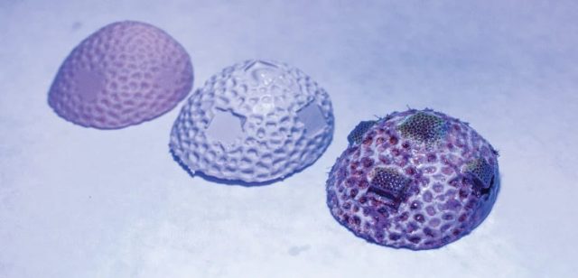 Des squelettes de coraux en carbonate de calcium imprimés en 3D pour restaurer les récifs 1
