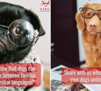 Les chiens peuvent distinguer la langue de leur maître des langues étrangères
