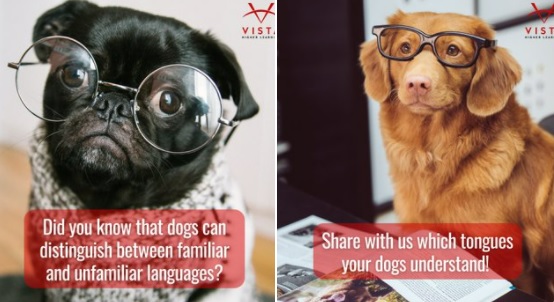 Les chiens peuvent distinguer la langue de leur maître des langues étrangères
