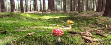 Une nouvelle étude suggère que les champignons peuvent parler