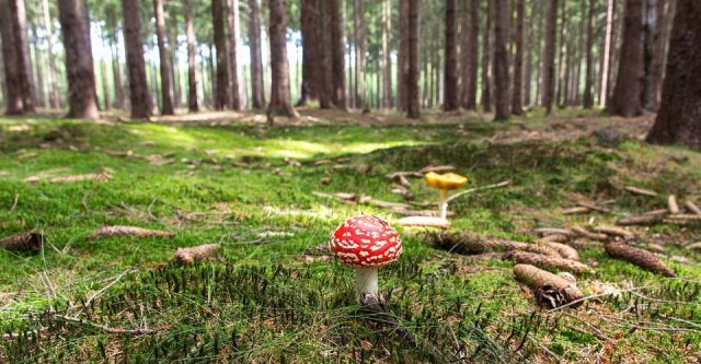 Une nouvelle étude suggère que les champignons peuvent parler