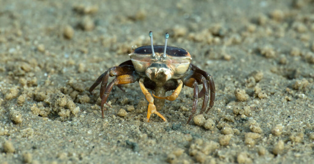 Le crabe violoniste inspire une nouvelle caméra amphibie