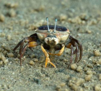 Le crabe violoniste inspire une nouvelle caméra amphibie