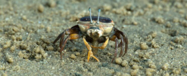 Le crabe violoniste inspire une nouvelle caméra amphibie